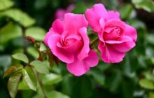 rose, rose bloom, pink