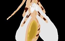 mosquito, happy, love