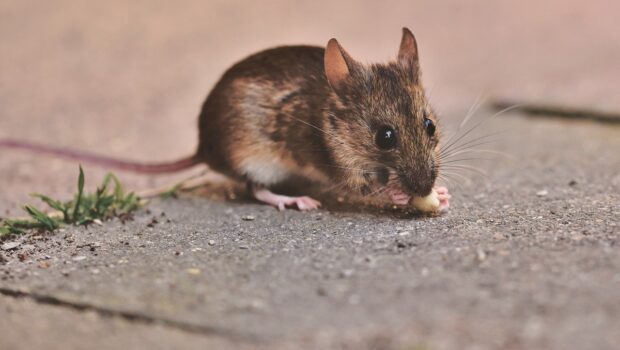 house mouse, mouse, long tailed mouse