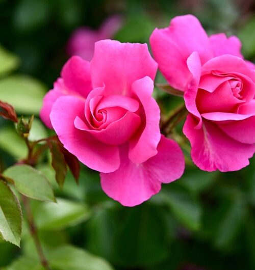 rose, rose bloom, pink