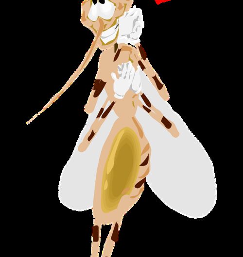 mosquito, happy, love